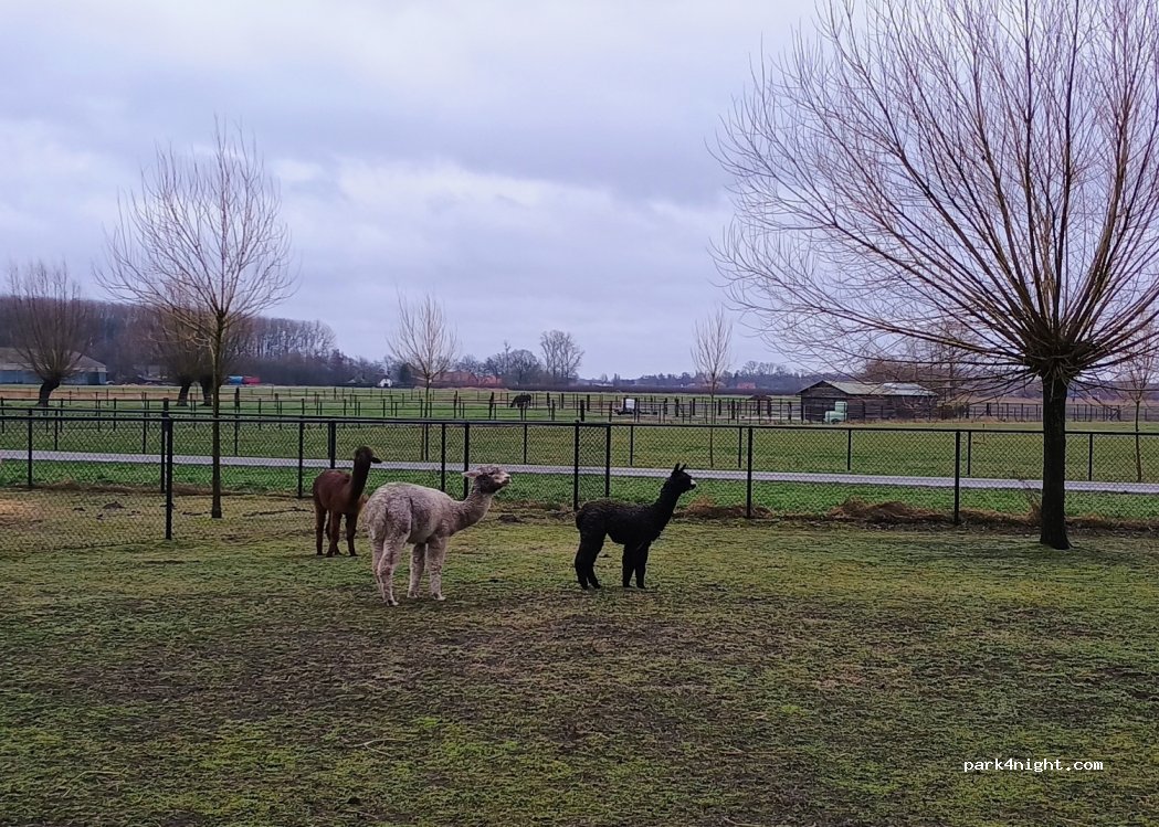Alpaca World — foto
