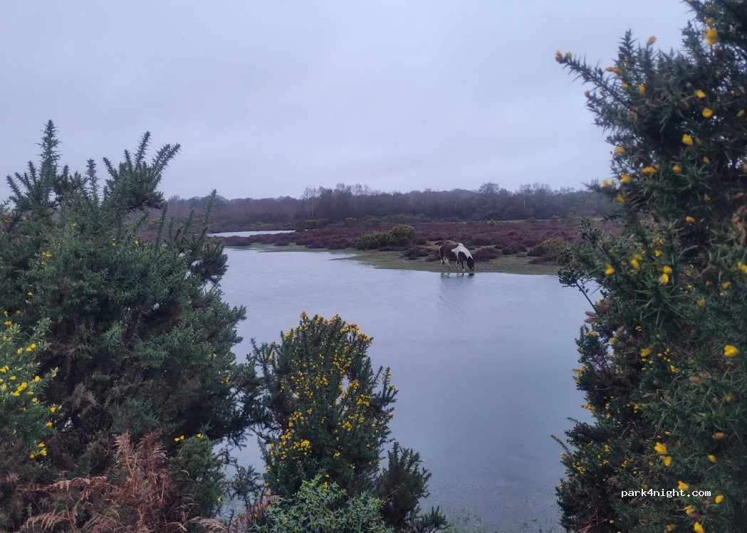 (SO43 7GE) Lyndhurst - — foto 3