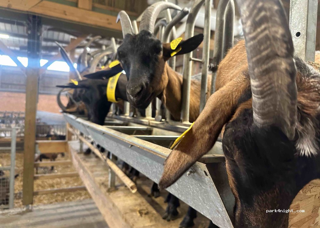 Chèvrerie La Bêle Fontenoise — foto 2