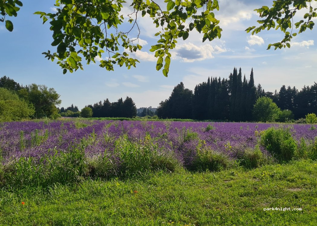 (84740) Velleron - 186 Chemin de la Garonne — foto 4