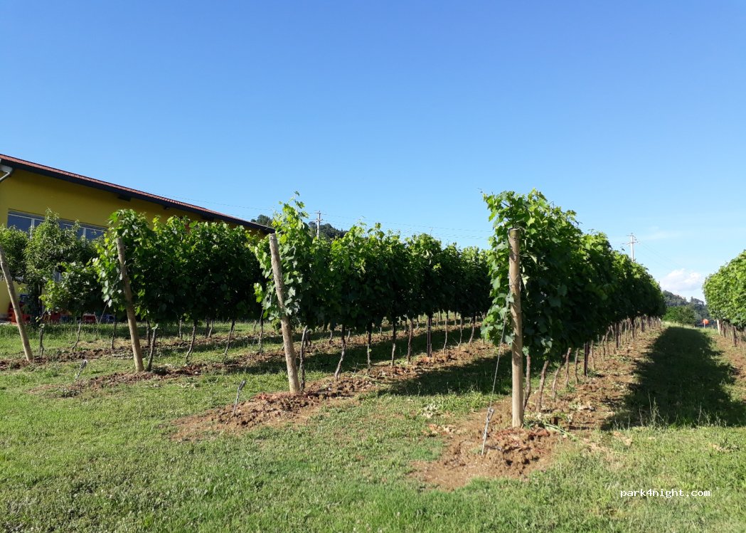 Cantina Podere Ferraruola-Dozza — foto 2