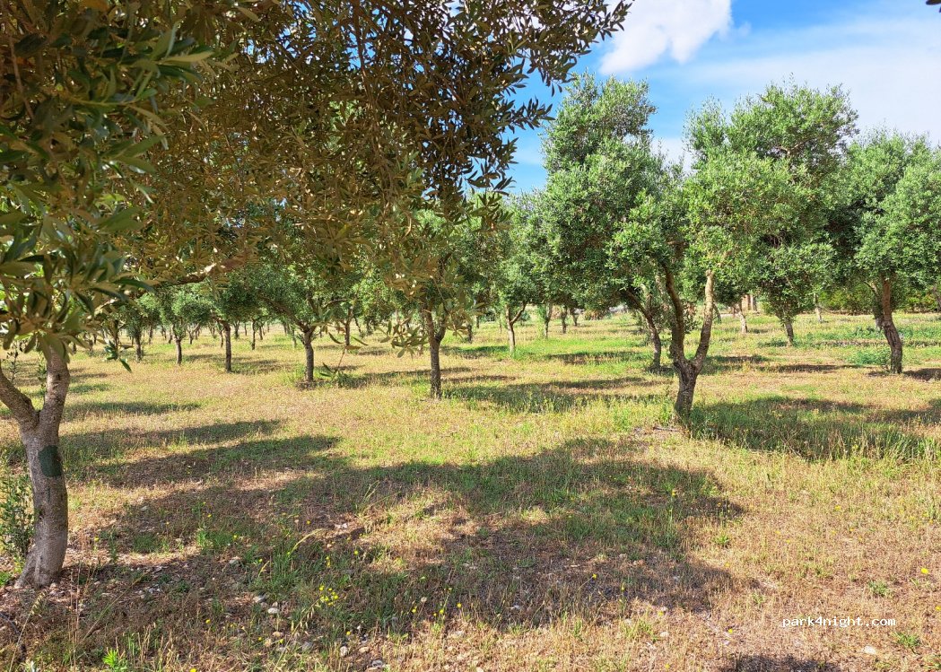 Societat Agrícola Siurana — foto