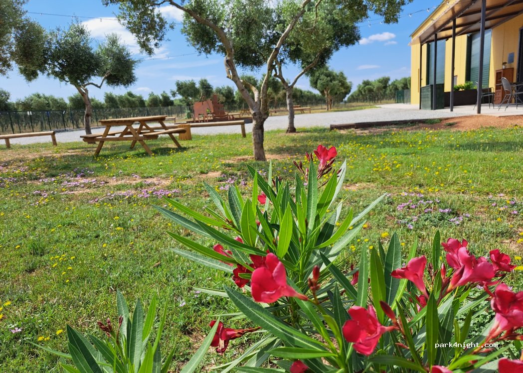 Societat Agrícola Siurana — foto 4
