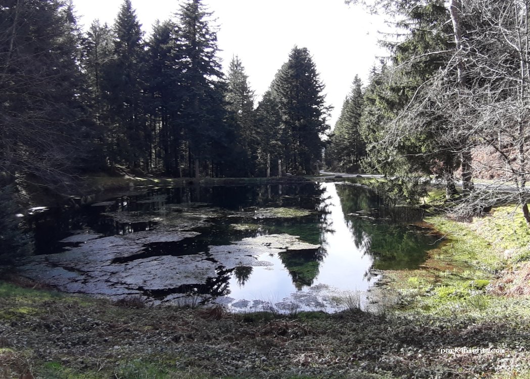 (88200) Remiremont - Route Forestière du Bambois — foto