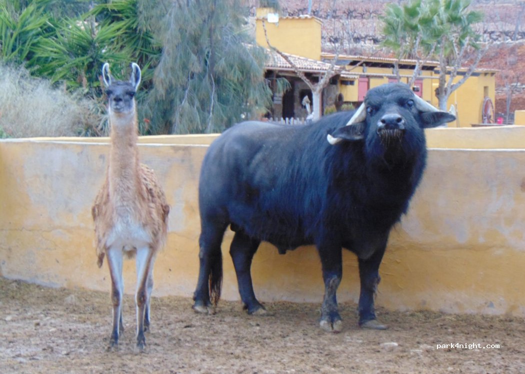 Los Establos — foto 5