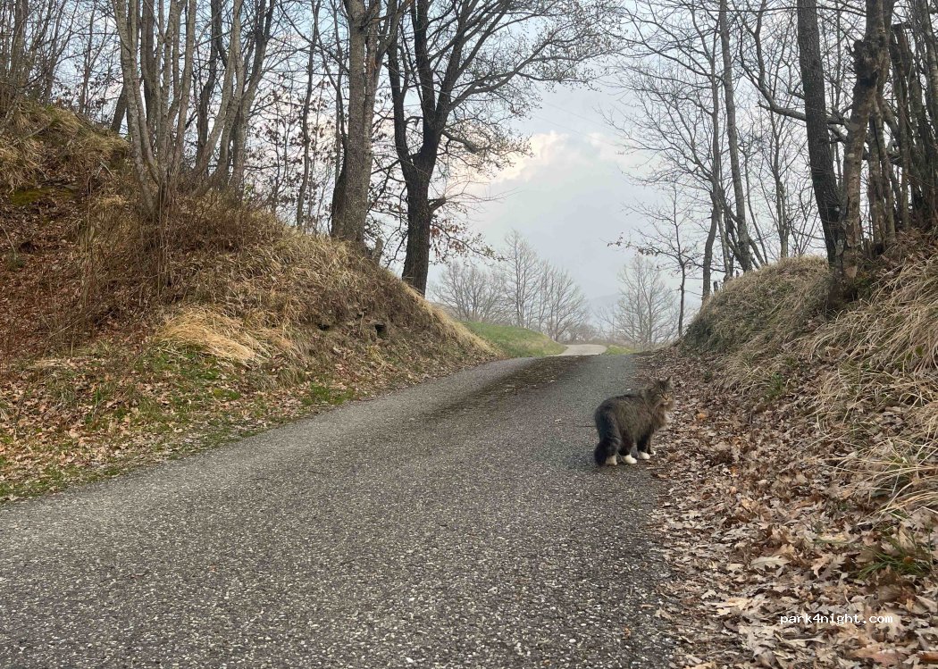 (43042) Berceto - Unnamed Road — foto