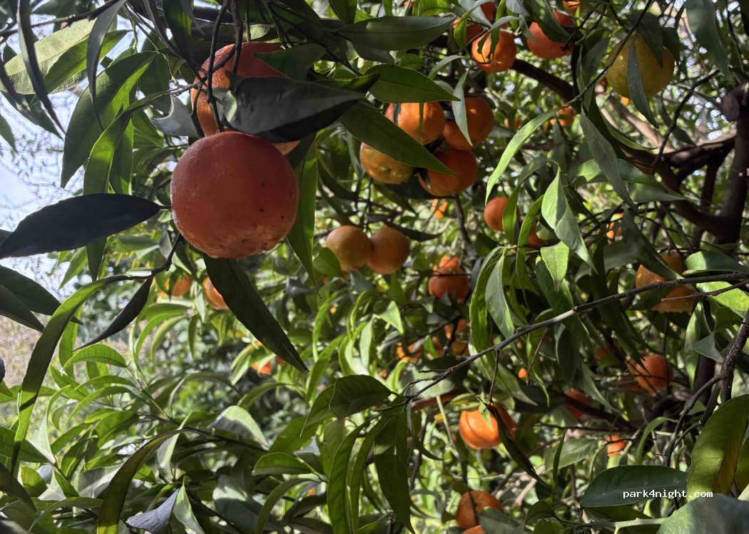 Agricampeggio Oasi Verde — foto 5