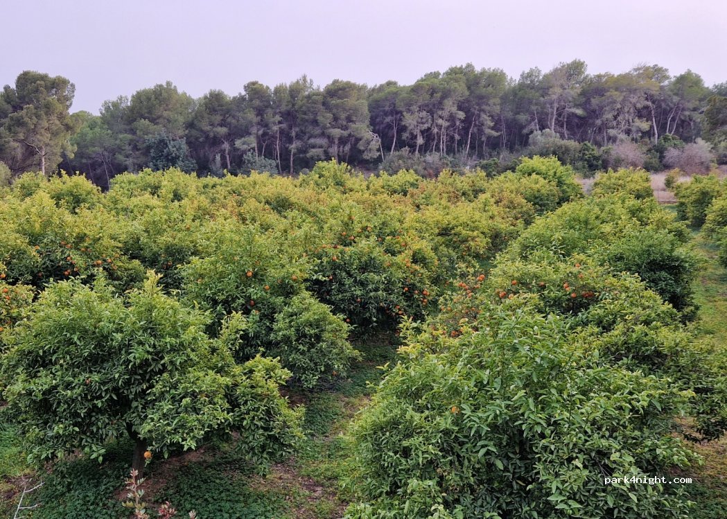 (46515) Quart de les Valls - — foto