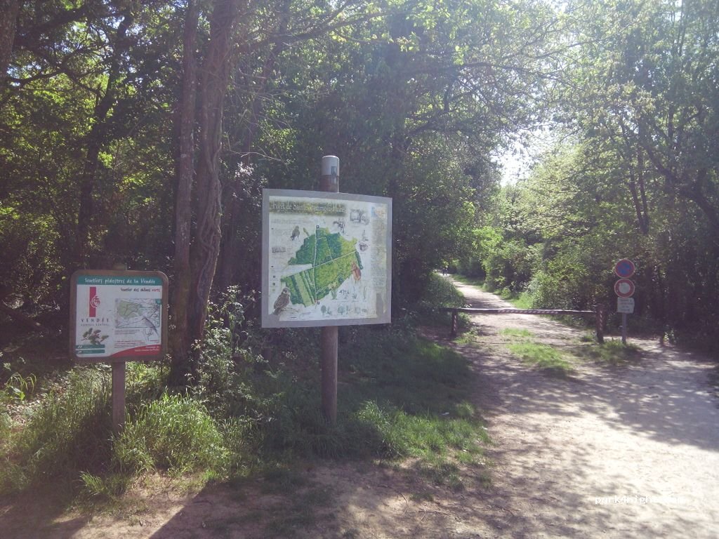 (85400) Sainte-Gemme-la-Plaine - Forêt de Sainte-Gemme — foto