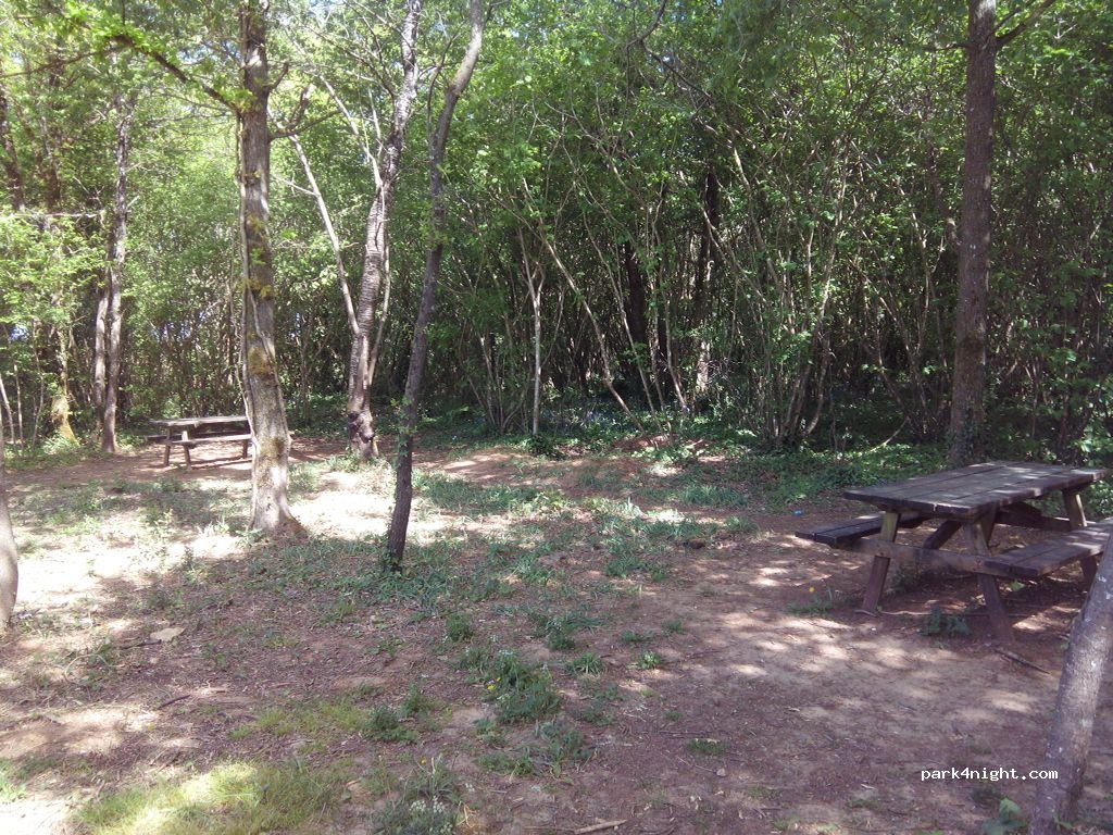 (85400) Sainte-Gemme-la-Plaine - Forêt de Sainte-Gemme — foto 3