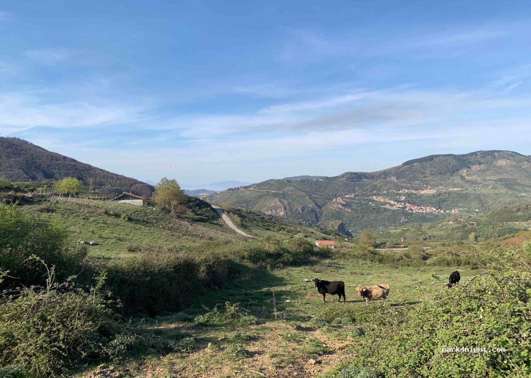 (98070) Longi - — foto 3