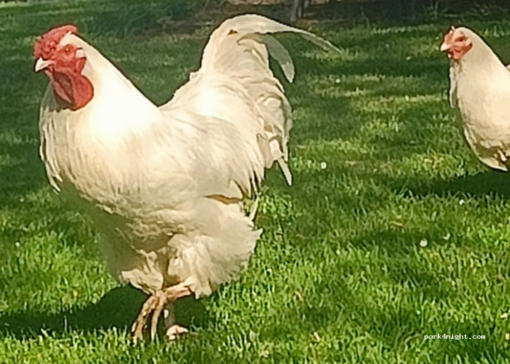 Schär's Black Angus Farm — foto