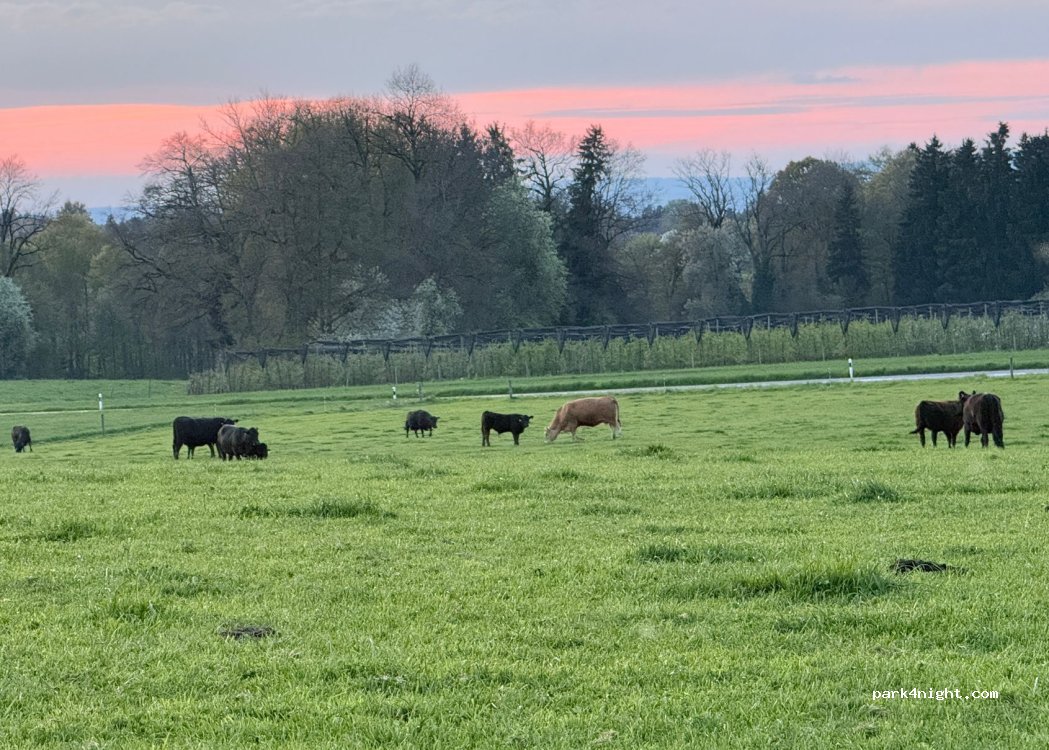 Schär's Black Angus Farm — foto 3