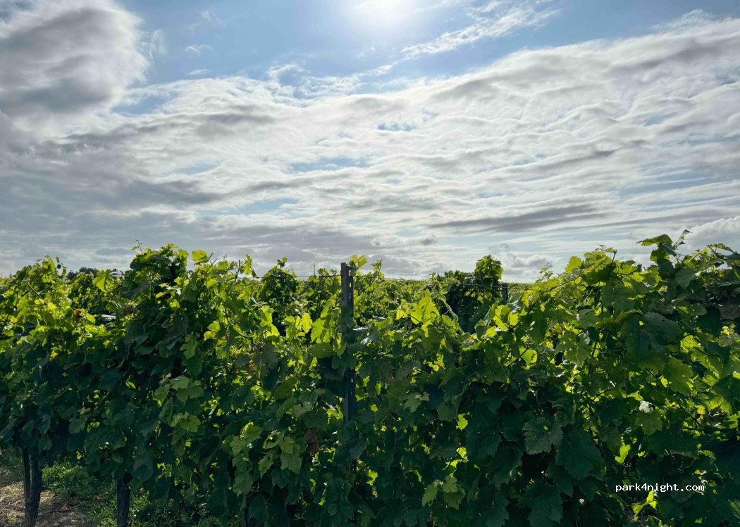 Château l'Éperon — foto 2
