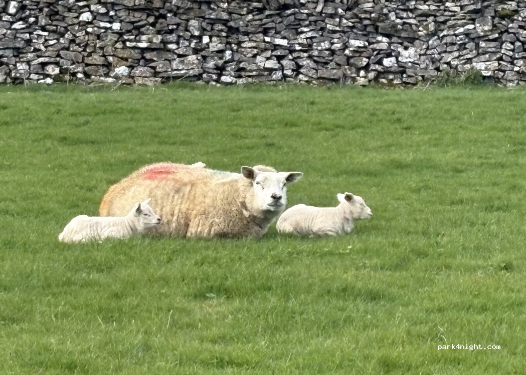 Hobson Farm — foto 4