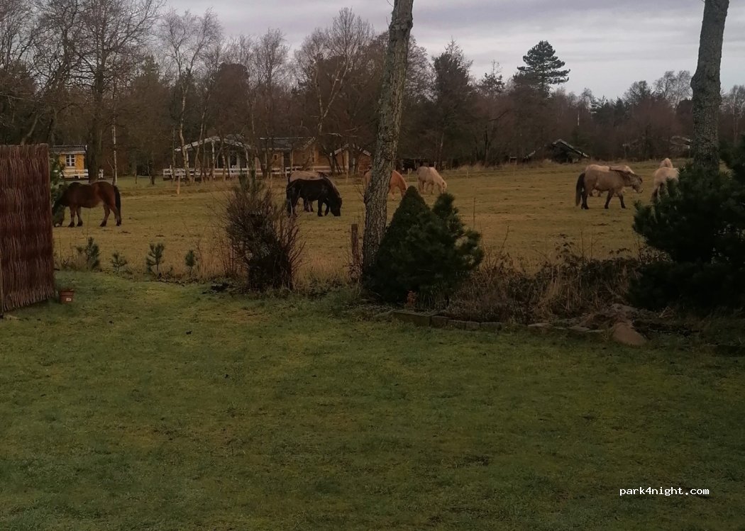 (6857) Blåvand - 53 Tane Hedevej — foto 2