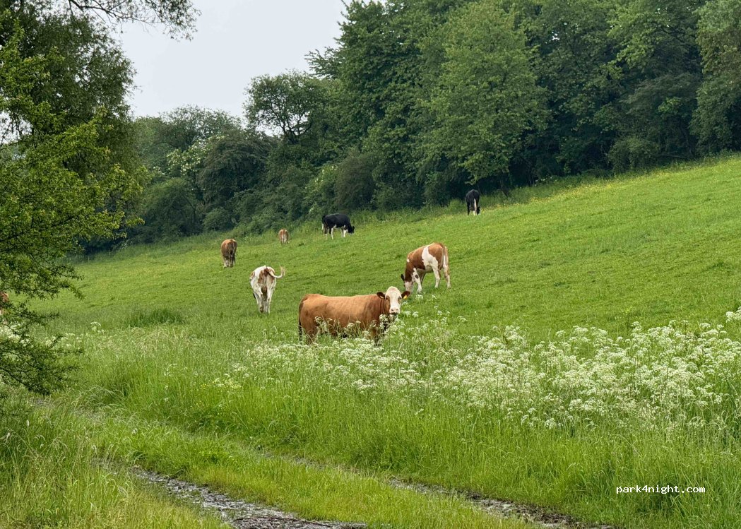(37671) Höxter - 1 In der Grund — foto 3