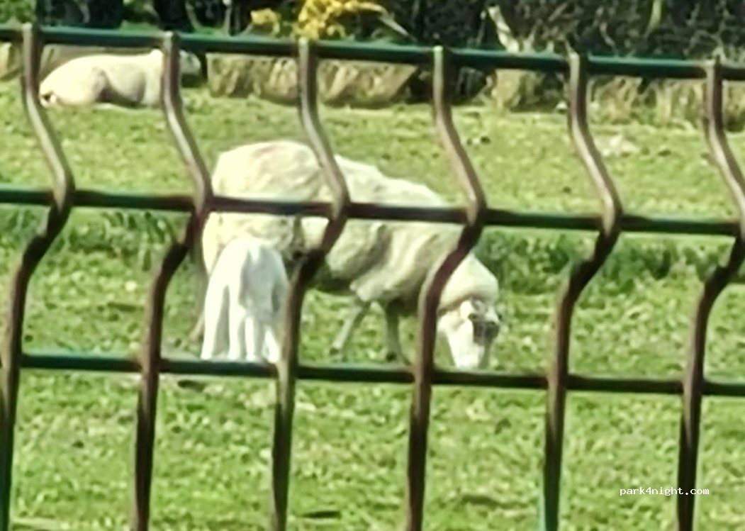 Min-y-don Holiday Park — foto 3