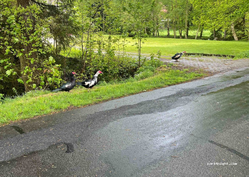 (27616) Beverstedt - Heise — foto 2