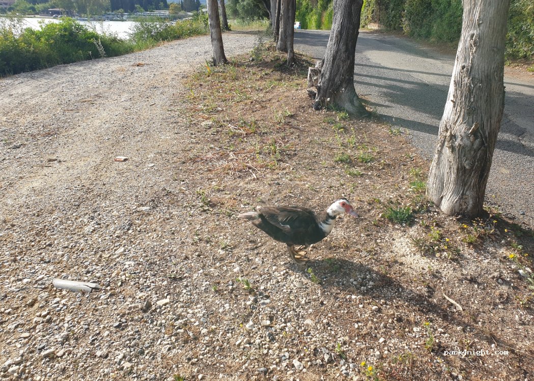(491 00) Limni - Unnamed road — foto 3