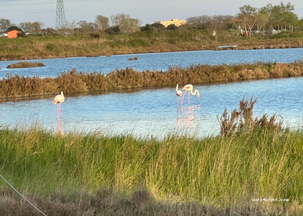(44022) Comacchio - Via della Salina — foto