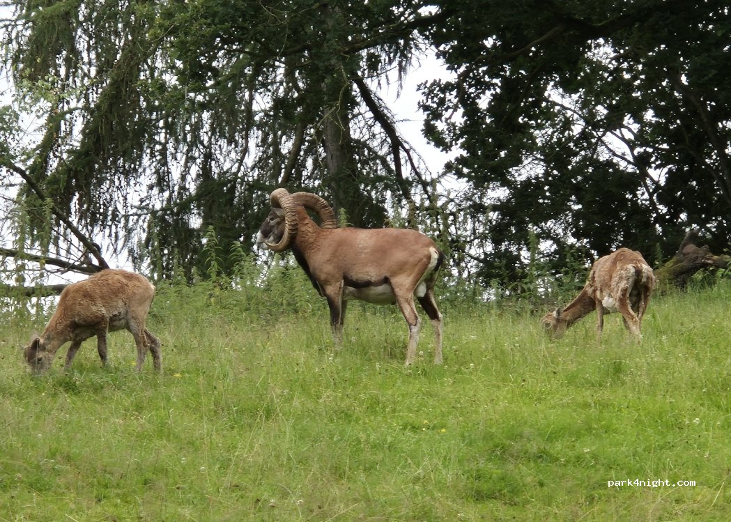 (24247) Mielkendorf - Ihlseeweg — foto 4