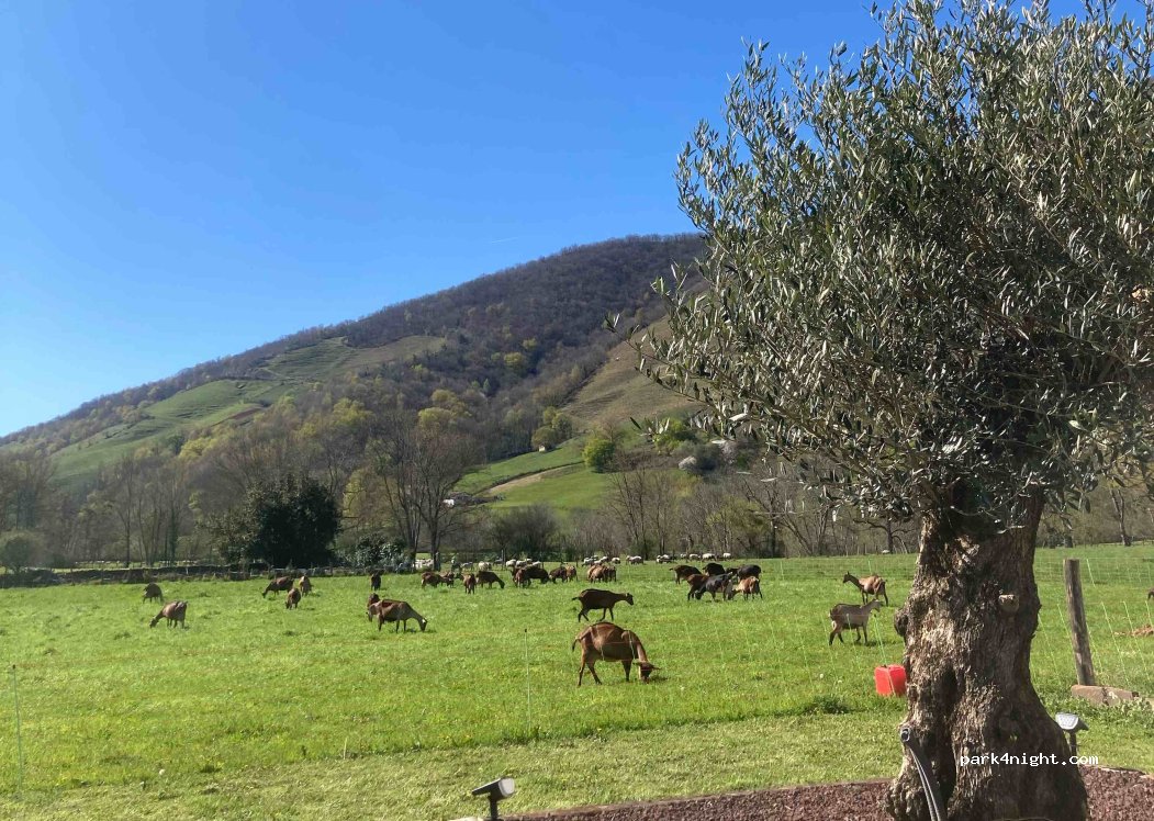 Chèvrerie Mattinka — foto 3