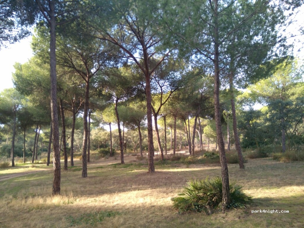 (41850) Aznalcázar - Unnamed Road — foto 2