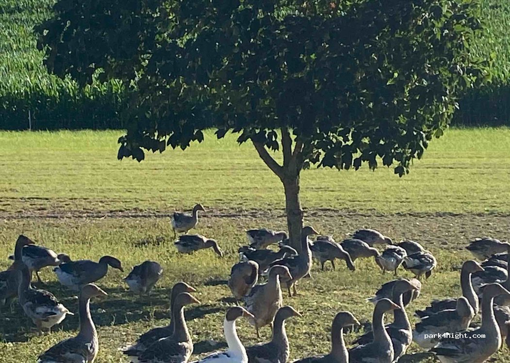 Ferme des Fayards — foto 3