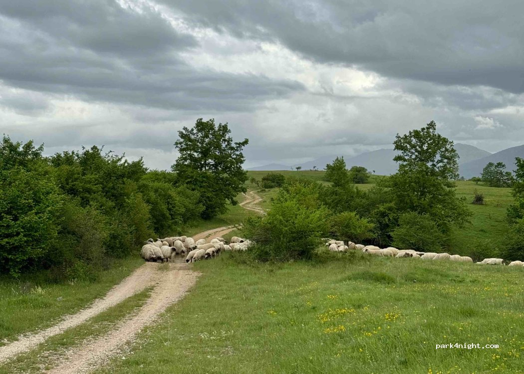 () Medeno Polje - — foto