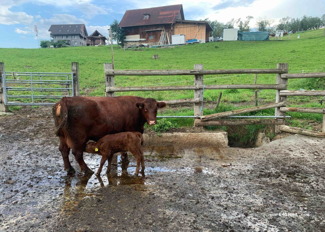Erlebnisbauernhof & Camping Gerbe — foto 3