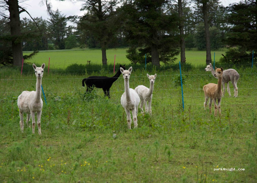 Ullerup Højgård Alpakafarm — foto 2