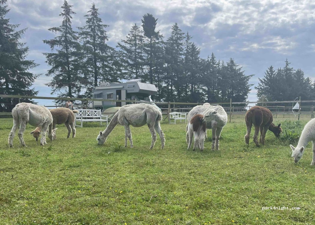 Ullerup Højgård Alpakafarm — foto 5
