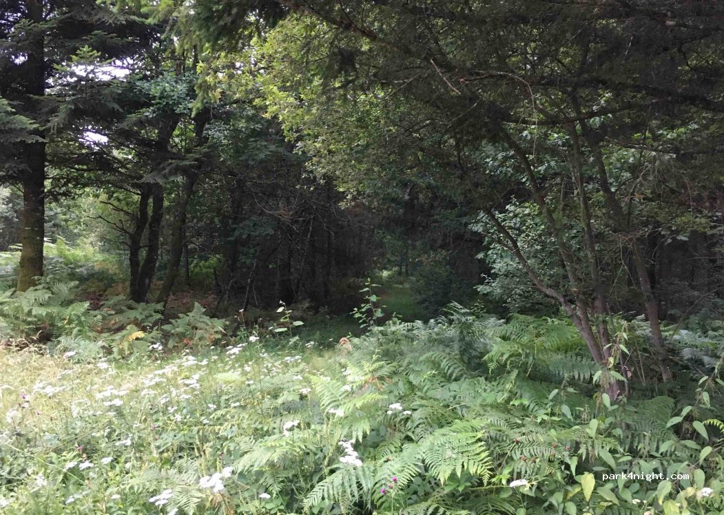 (87340) Les Billanges - Forêt des Billanges — foto 2