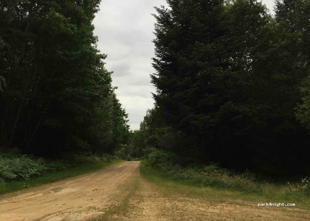 (87340) Les Billanges - Forêt des Billanges — foto 3