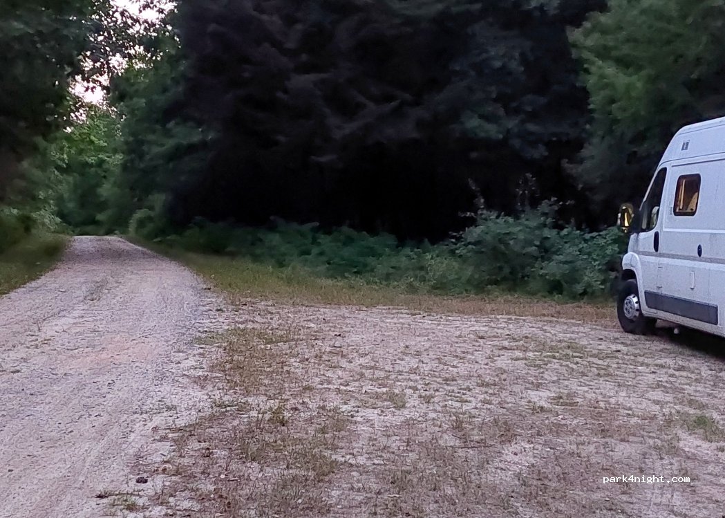 (87340) Les Billanges - Forêt des Billanges — foto 4
