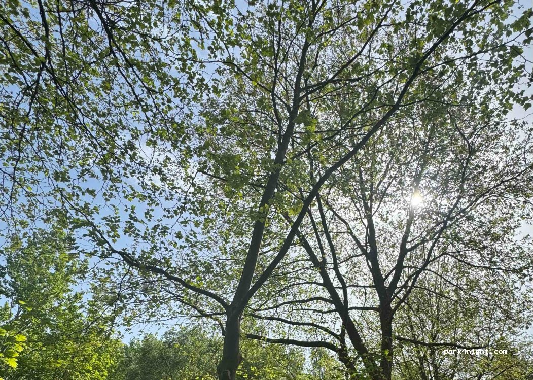 (48465) Schüttorf - 77 Salzberger Straße — foto