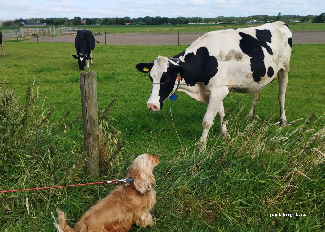 Boerderijcamping de Tuintjes — foto 4