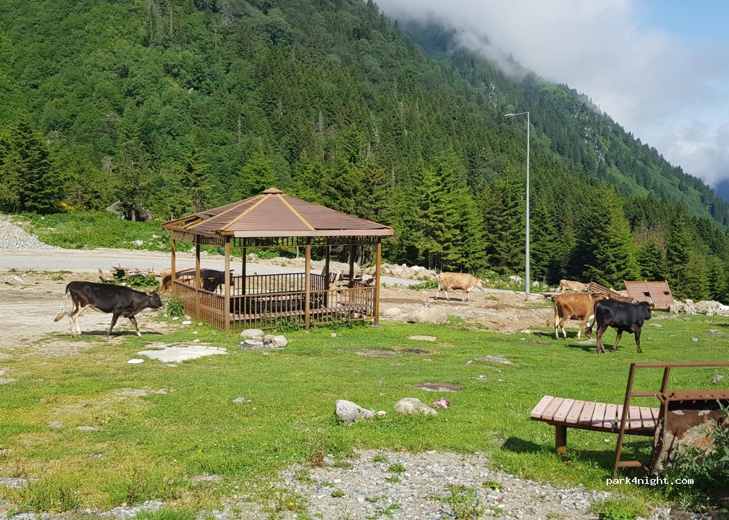 (53780) Yukarışimşirli - Unnamed Road — foto 3
