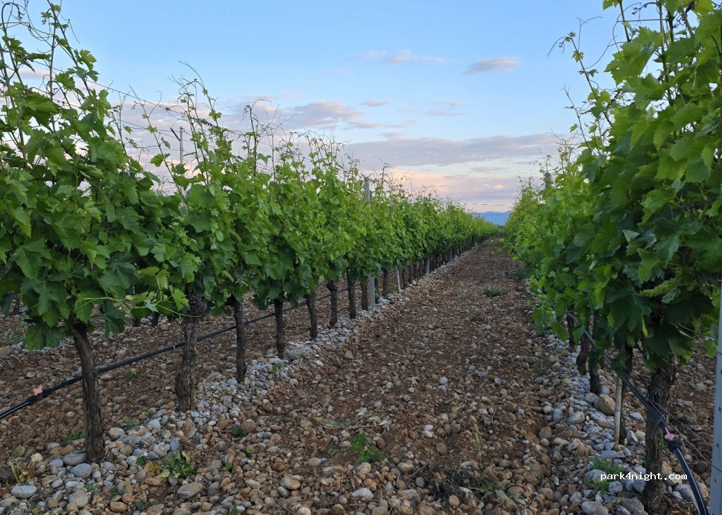 Cem winery and vineyard — foto