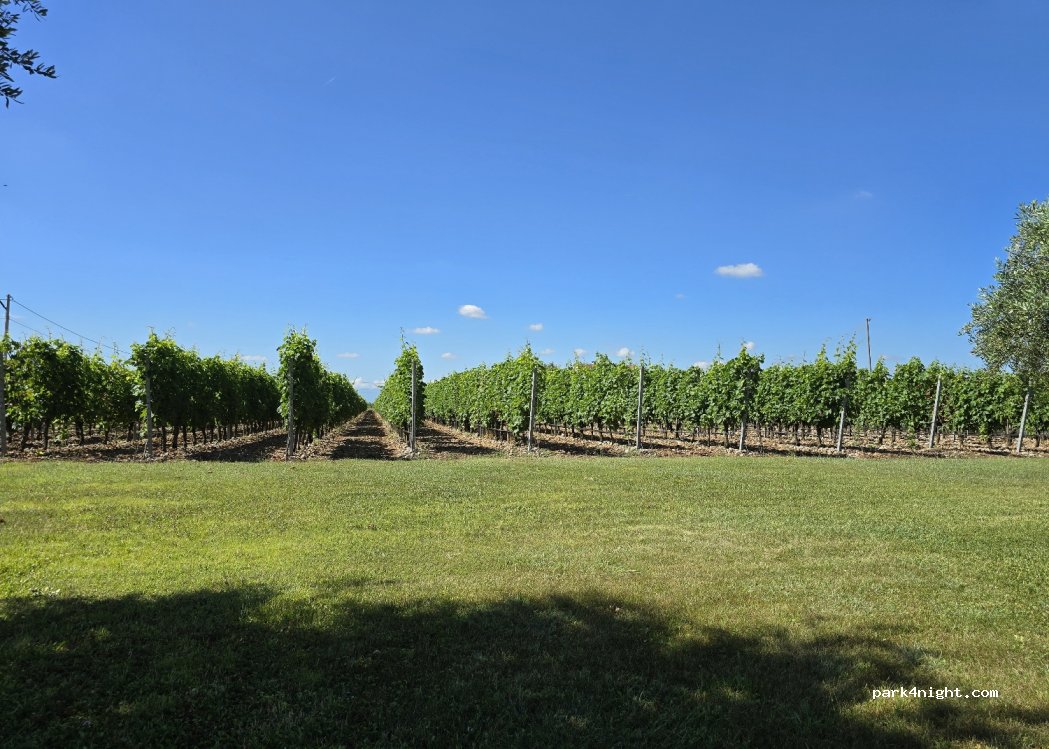 Cem winery and vineyard — foto 4