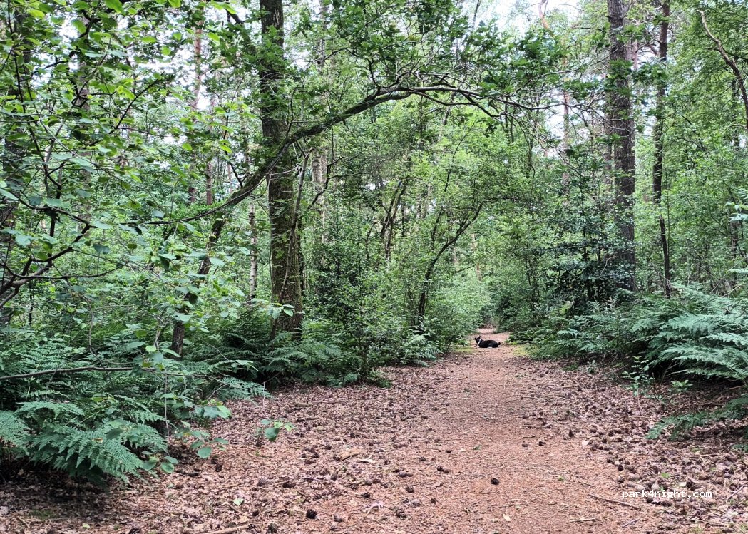 Camping Robertsoord — foto 4