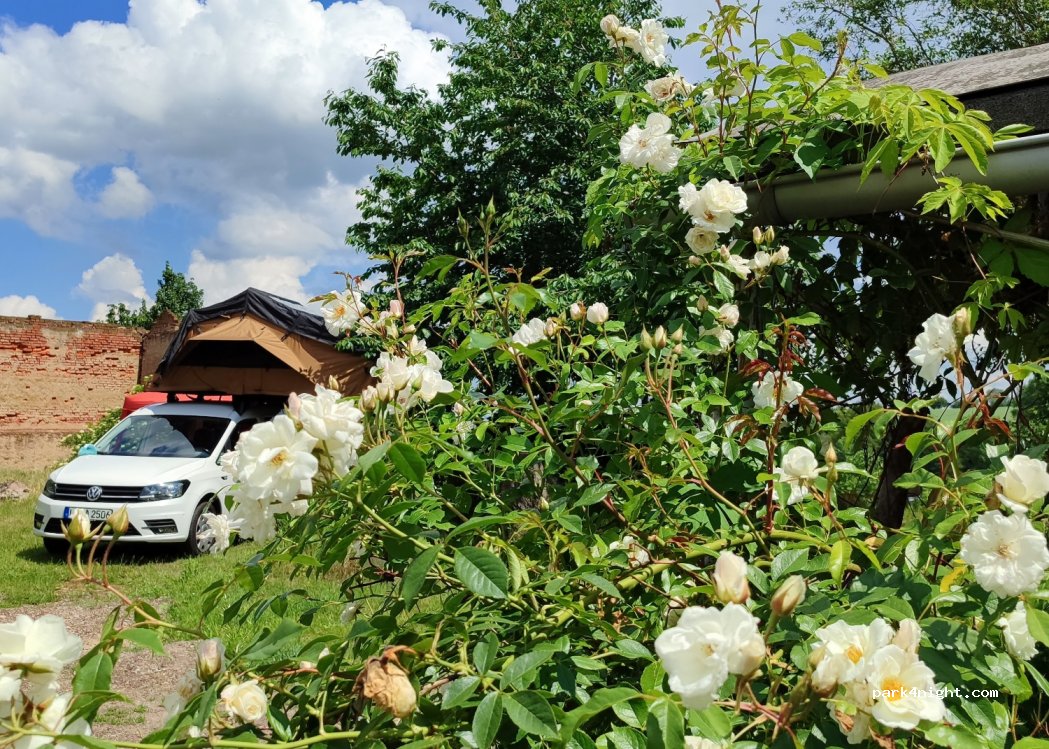 Dornröschen in der Sächsischen Toskana — foto 2