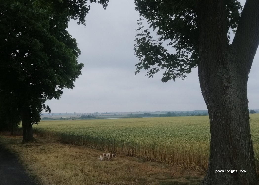 (59-216) Jaśkowice Legnickie - — foto 3