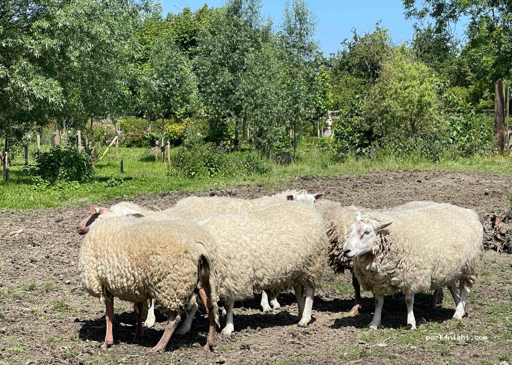 Camperpark Zuienkerke — foto 4