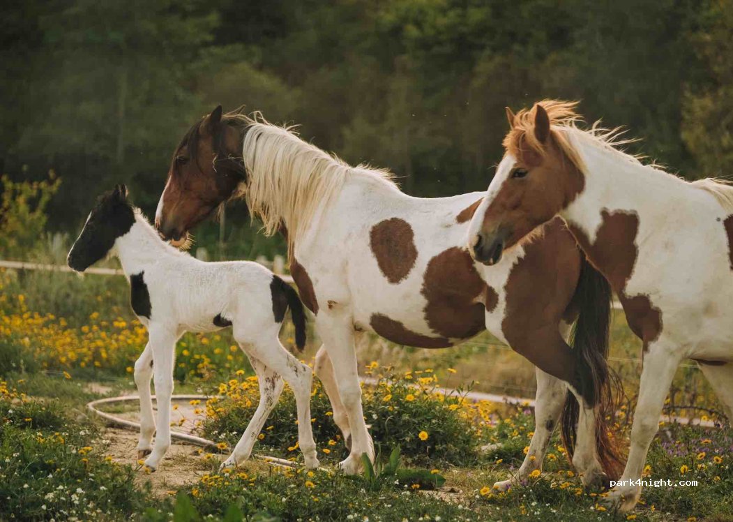 Quinta da Colina dos Moutinhos - Tobianos horse farm — foto 2