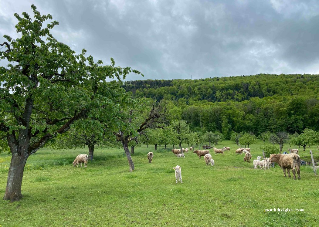 (4114) Hofstetten-Flüh - 6 Im Wygärtli — foto