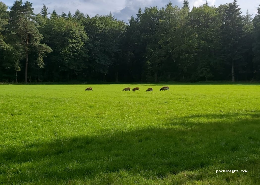 (26197) Grossenkneten - Varnhorner Weg 2 — foto