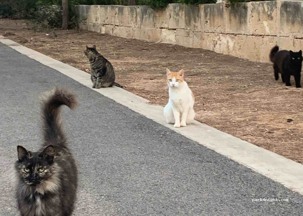 (07590) Cala Gat - 25 Avinguda Cala Gat — foto
