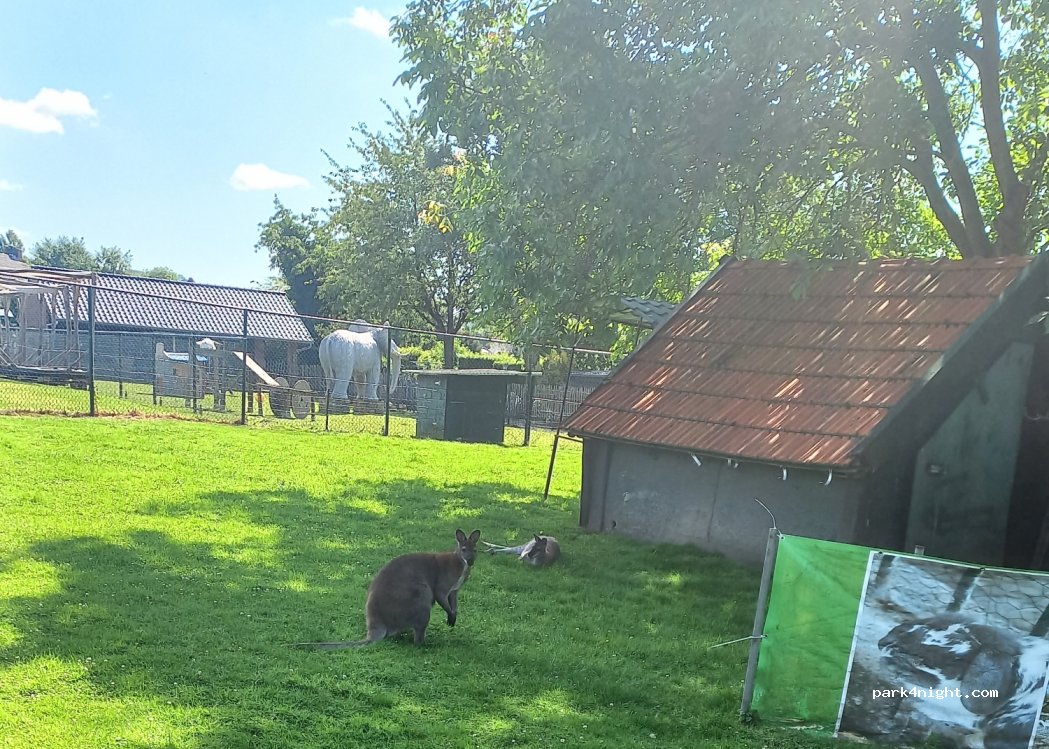 de dwaze herder — foto